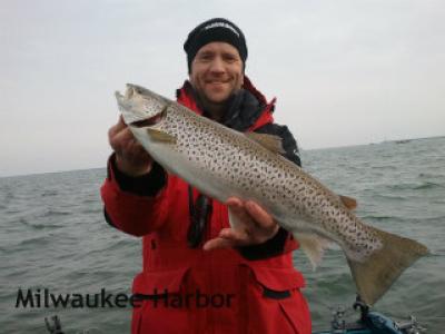 Nice Milwaukee Harbor brown trout caught by Captain Doug Kloet December 2012