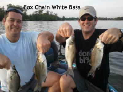 Fox Chain, Illinios clients with 4 of the many white bass May 2012