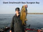 Sturgeon Bay smallmouth bass for Captain Doug Kloet May 2013