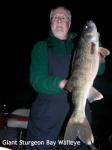 Giant Sturgeon Bay Walleye for buddy Bill Pocius