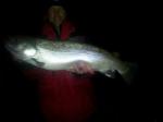 Milwaukee Harbor, WI Captain Doug Kloet with nice brown trout December 2011